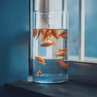 Người dùng khác